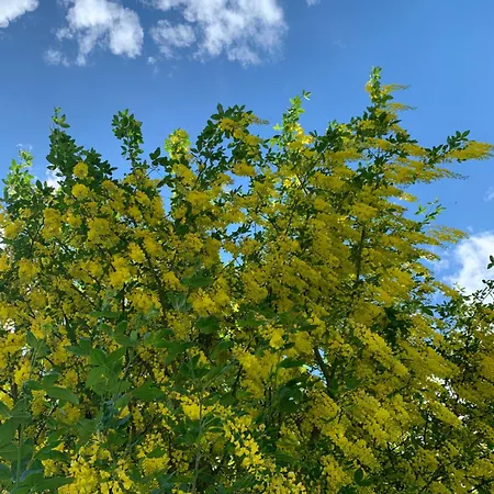 Plattenhof تيلفس