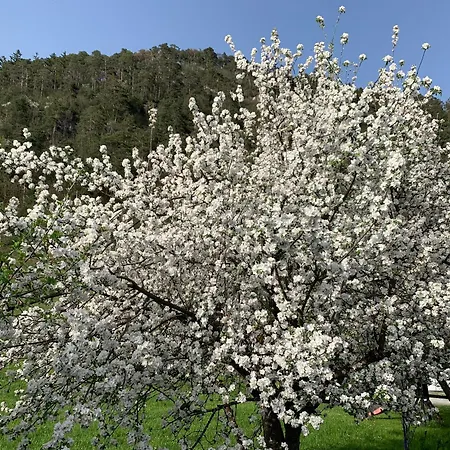 بيت ضيافة Plattenhof *